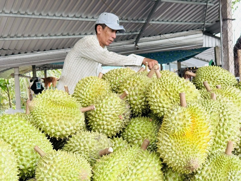 Năm 2025, xuất khẩu rau quả sang Trung Quốc đạt 5,5 tỷ USD, chiếm 64% tổng kim ngạch xuất khẩu rau quả của Việt Nam. Ảnh: NNVN
