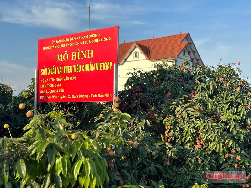 Bắc Ninh có khoảng 17.500 ha vải sản xuất theo tiêu chuẩn VietGAP, đáp ứng các tiêu chuẩn xuất khẩu. Ảnh: Đỗ Nga