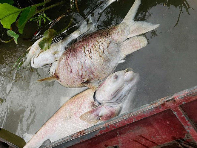 Cá chết hàng loạt trong lồng nuôi trên sông Lam