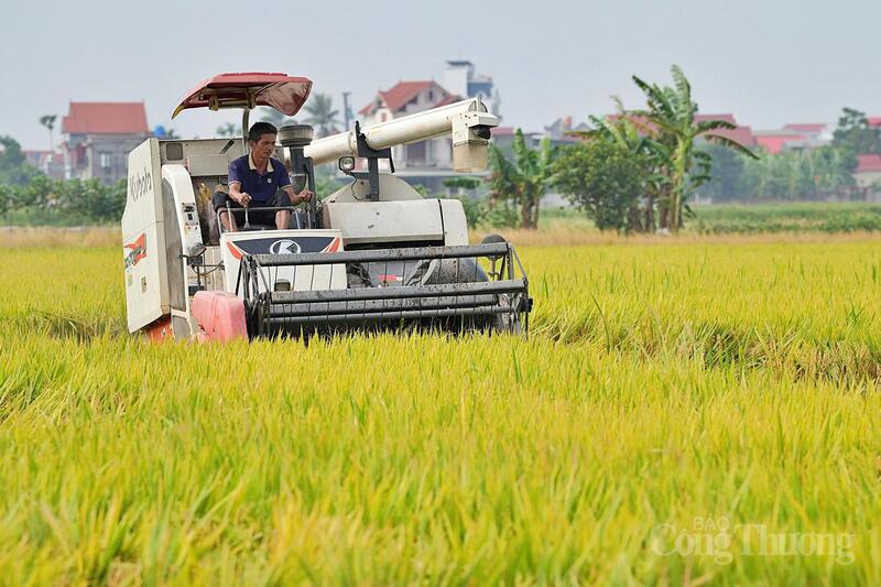 6 tháng đầu năm, xuất khẩu gạo đạt khoảng 5,2 triệu tấn, trị giá 2,38 tỷ USD, tăng 9,9% về khối lượng. Ảnh: Nguyễn Hạnh