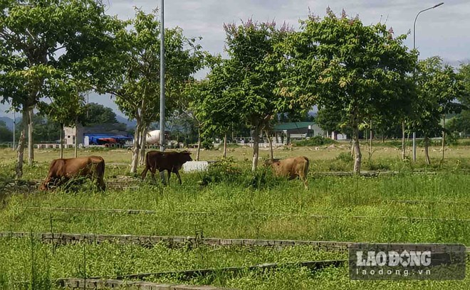 Cụm công nghiệp 24 hecta ở Hà Tĩnh dang dở, thành nơi chăn thả bò
