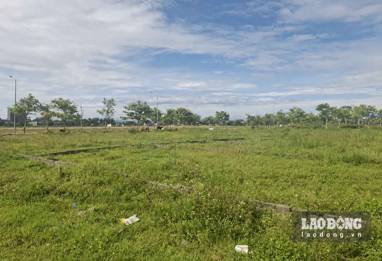 Sau 5 năm khởi công, dự án đang là bãi đất trống để người dân chăn thả bò. Ảnh: Trần Tuấn