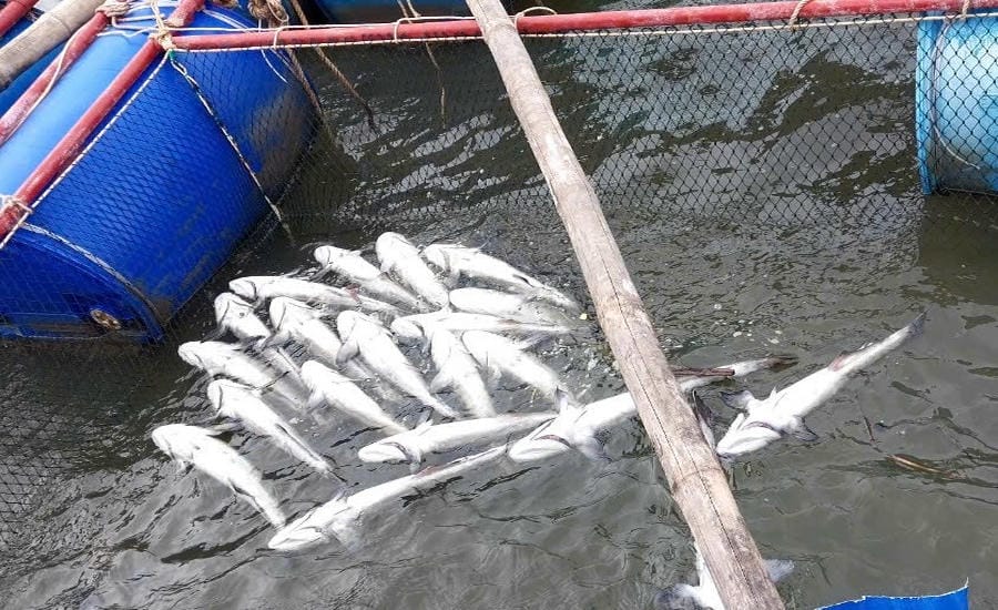 Cá chết trong lồng bè của hộ dân ở xã Cửa Việt. Ảnh: UBND xã Cửa Việt