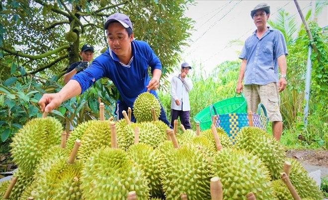 Giữ vị thế sầu riêng Việt bằng chất lượng
