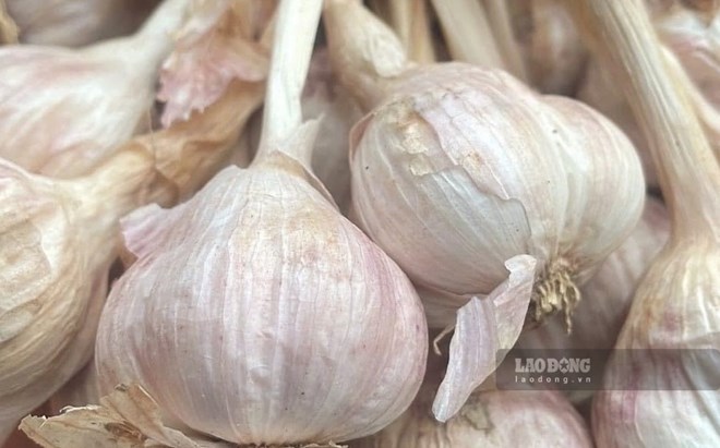Tăng chức năng gan bằng tỏi