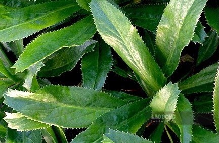 Tác dụng của lá mùi tàu và cách sử dụng có lợi cho sức khỏe