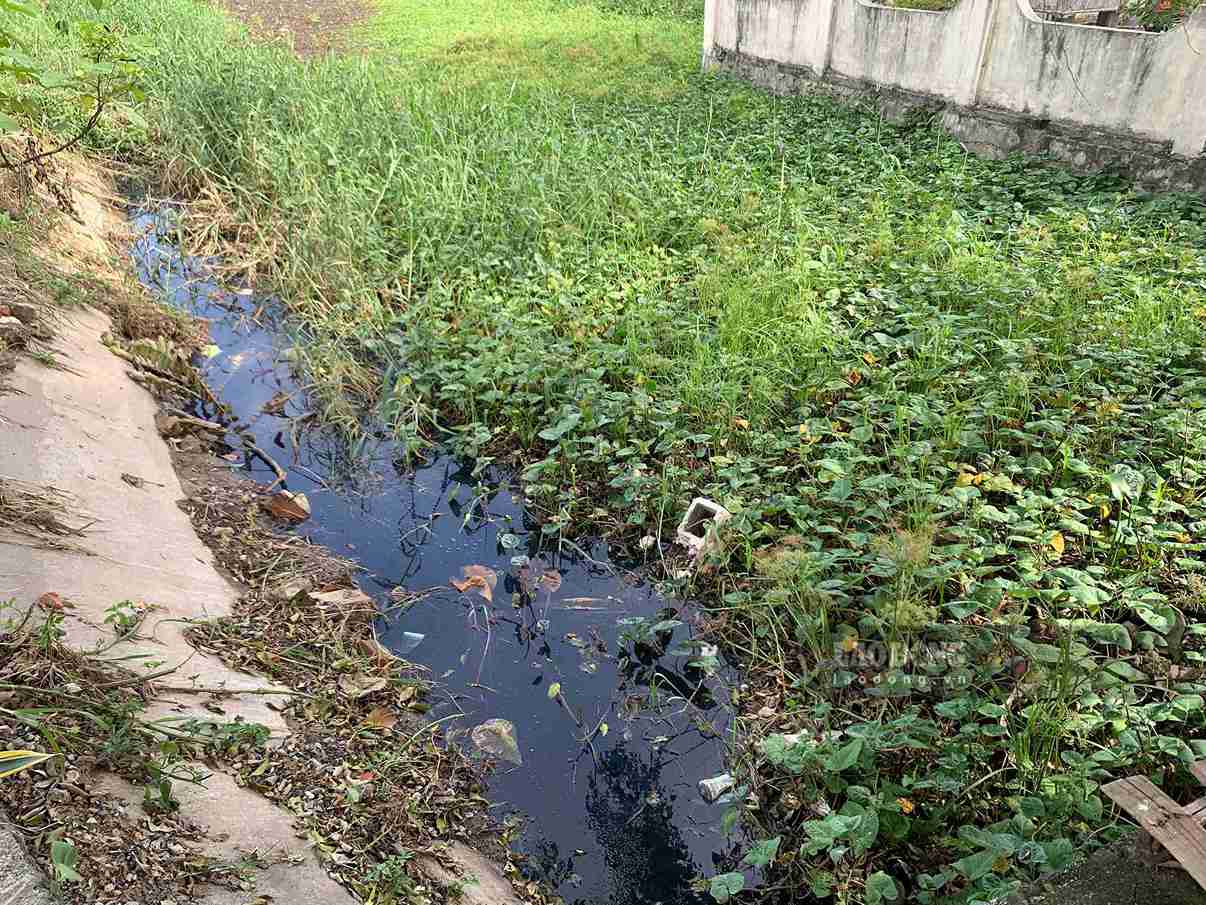 Nhiều đoạn mương có bèo phát triển dày đặc, che kín mặt nước.