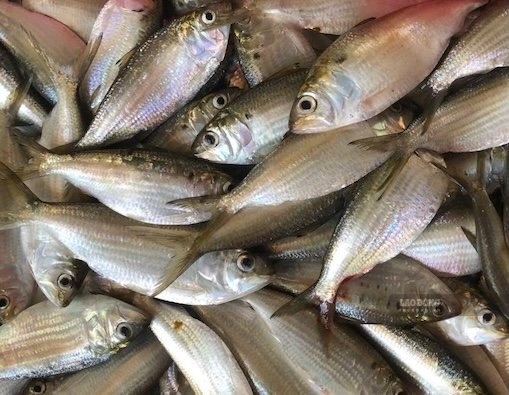 Những loại cá béo tốt cho chức năng thận