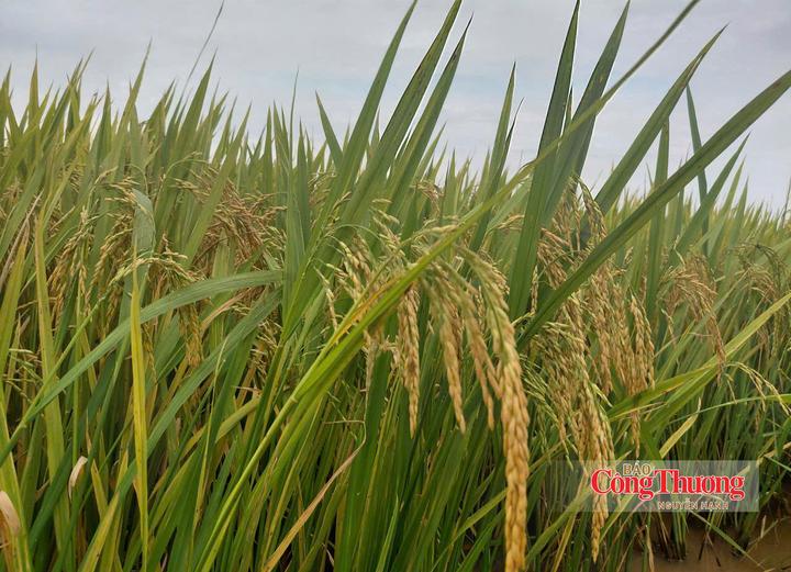 Trồng lúa giảm phát thải tại xã Tân An, TP. Hải Phòng.