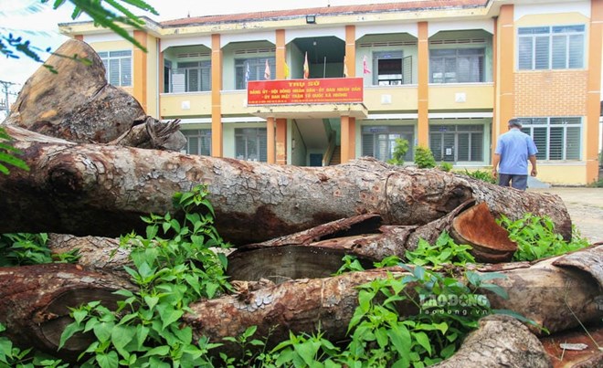 Vụ 15 cây xanh bị chặt ở xã Ia Hrú còn nhiều nghi vấn
