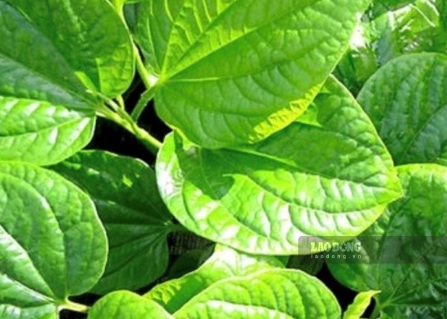 Loại lá giúp hỗ trợ hạ axit uric người bệnh gout nên ăn