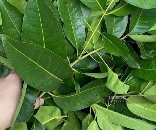 Loại lá tốt cho đường huyết và mỡ máu có thể làm nước uống hàng ngày