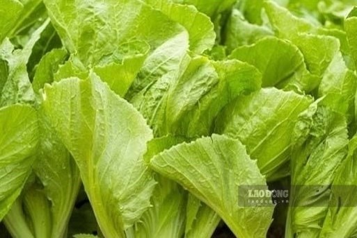 Một loại rau xanh giá rẻ có thể hỗ trợ đào thải axit uric