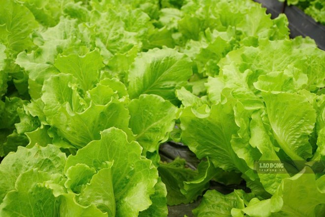 Ăn rau củ quả thường xuyên giúp kéo dài tuổi thọ và ngừa bệnh tật
