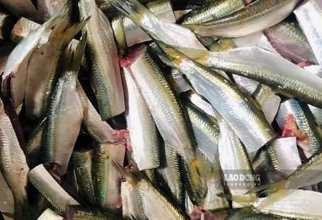 Loại cá giàu omega-3 tốt cho xương khớp