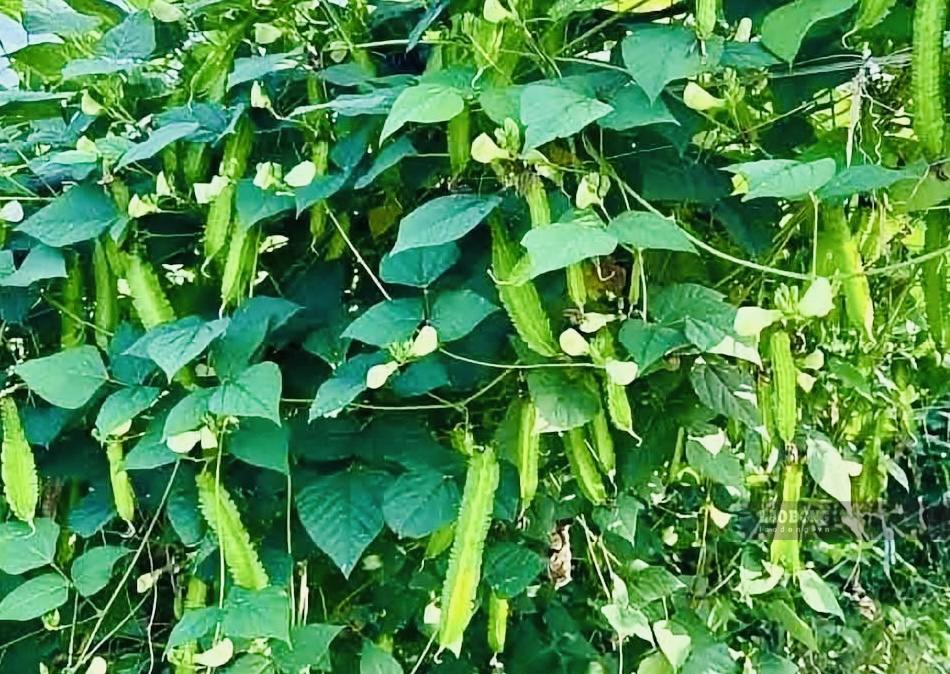 Cây đậu rồng. Ảnh: Hương Giang