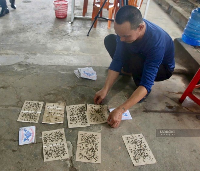 Trại gà khiến ruồi phát sinh dày đặc ở Quảng Trị cam kết khắc phục trước ngày 17.10