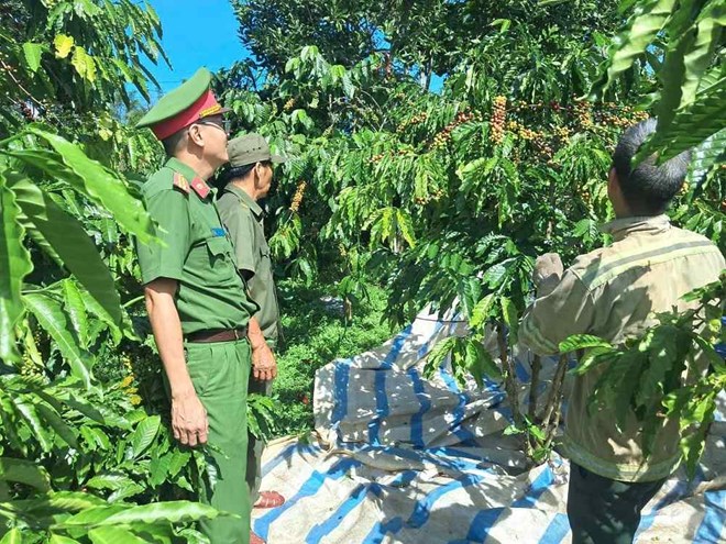Công an Lâm Đồng ngày đêm tuần tra, bảo đảm an toàn mùa cà phê